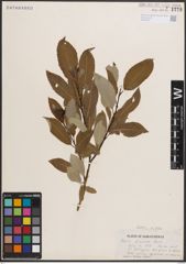 Foto von Salix discolor Muhl.